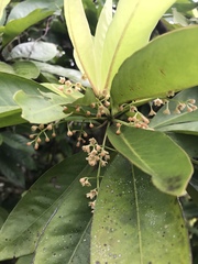 Discocalyx megacarpa