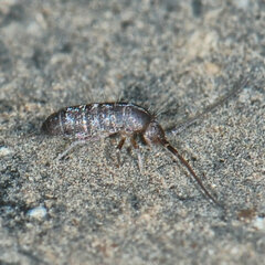 Tomocerinae