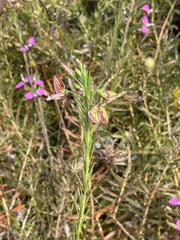 Polygala bracteolata