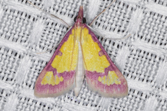 Choristostigma roseopennalis