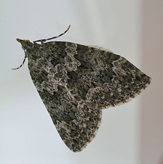 Chloroclysta siterata