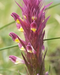 Melampyrum arvense