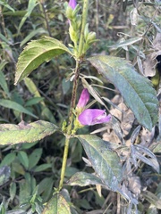 Chelone obliqua