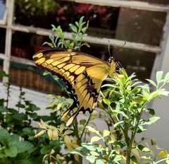 Papilionini