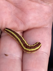 Melanchra pulverulenta