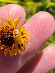 Chauliognathus discus
