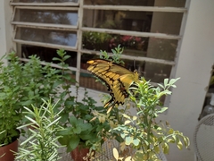 Papilionini