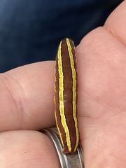 Melanchra pulverulenta