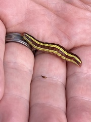 Melanchra pulverulenta