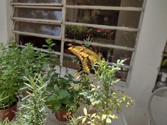 Papilionini
