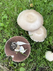 Agaricus sylvicola