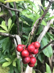 Discocalyx megacarpa