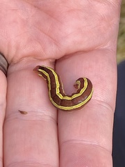 Melanchra pulverulenta