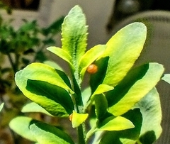 Papilionini
