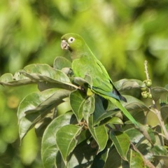 Eupsittula nana image