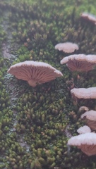 Schizophyllum commune