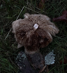 Pluteus cervinus