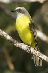 Myiozetetes granadensis