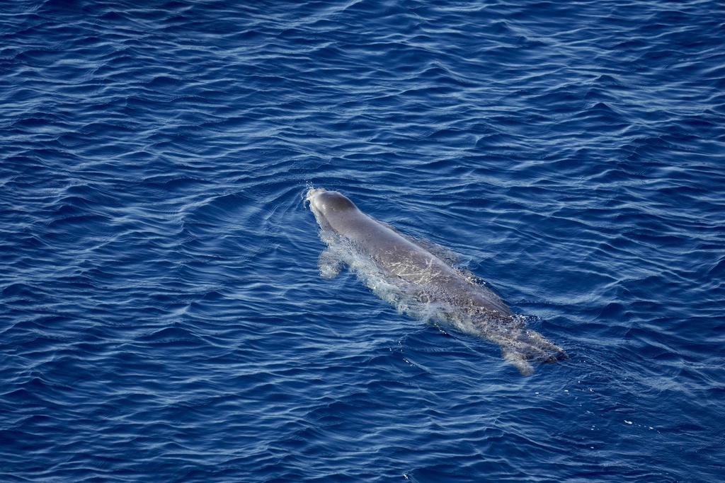 Mediterranean monk seal swimming seen from above