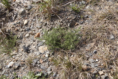 Seriphium cinereum