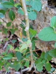 Forestiera ligustrina