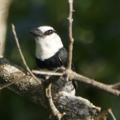 Notharchus hyperrhynchus