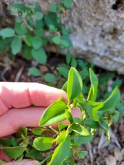 Forestiera ligustrina