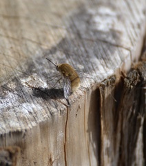 Bombyliini