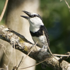 Notharchus hyperrhynchus