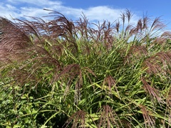 Miscanthus