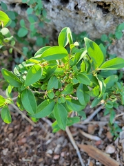 Forestiera ligustrina