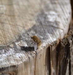 Bombyliini