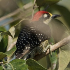 Melanerpes pucherani