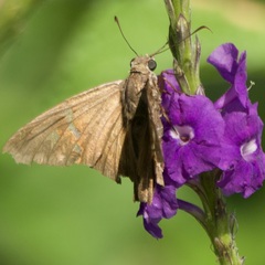 Eudamini
