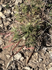 Desmanthus velutinus