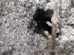 Anoplolepis steingroeveri