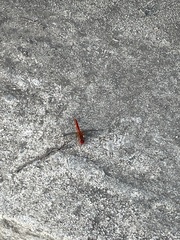 Crocothemis