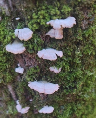 Schizophyllum commune