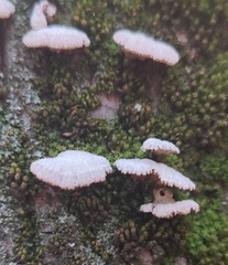 Schizophyllum commune