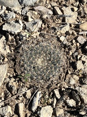Mammillaria heyderi