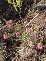 Erica palliiflora