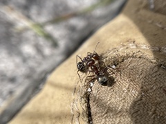 Anoplolepis steingroeveri