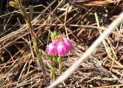 Erica palliiflora