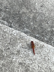 Crocothemis
