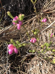 Erica palliiflora