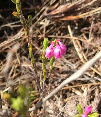 Erica palliiflora
