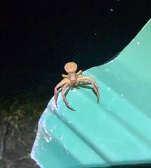 Xysticus