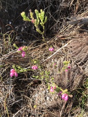 Erica palliiflora