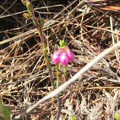 Erica palliiflora
