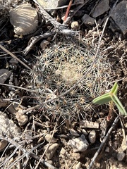 Mammillaria heyderi